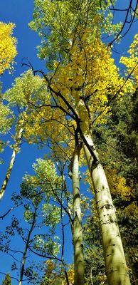 Product picture Fall-ing In Love 