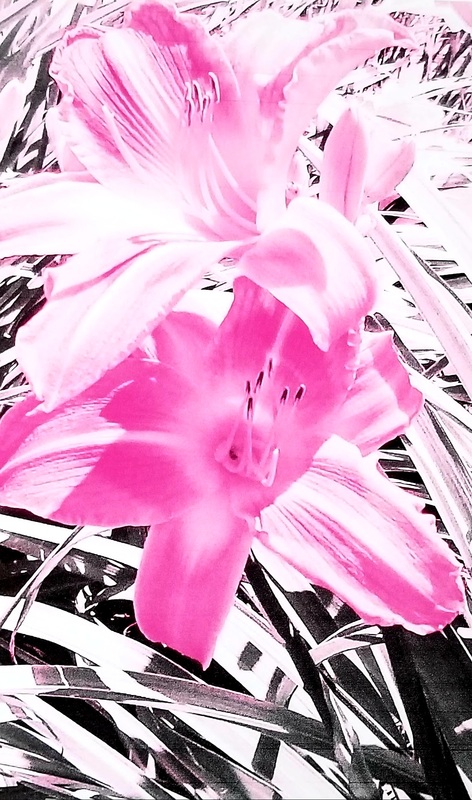 Product picture Blushing Flowers